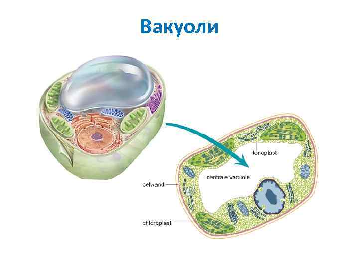 Вакуолі: їх будова, функції та роль в клітині