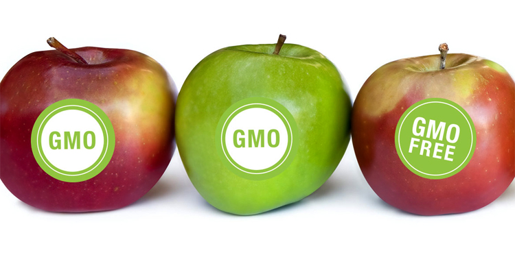 Гмо вредны или пользны для человека, список генетически модифицированных продуктов