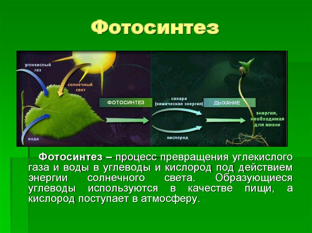 Фотосинтез: что такое, определение, фазы :: syl.ru