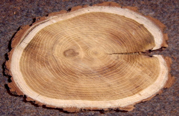 Породы древесины