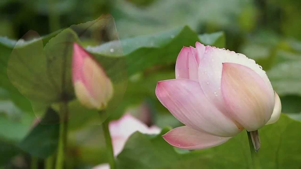 Лотос - цветок самый древний на земле