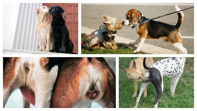 Течка у собак: продолжительность, признаки и возможные осложнения