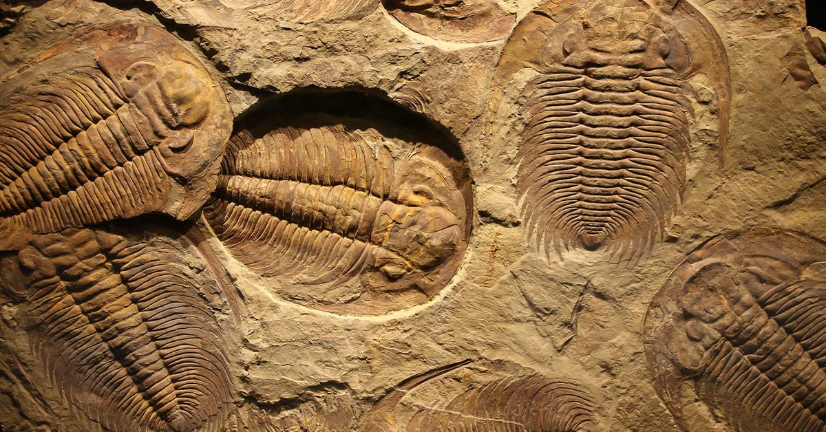 Палеонтология - это какая наука? что изучает палеонтология?