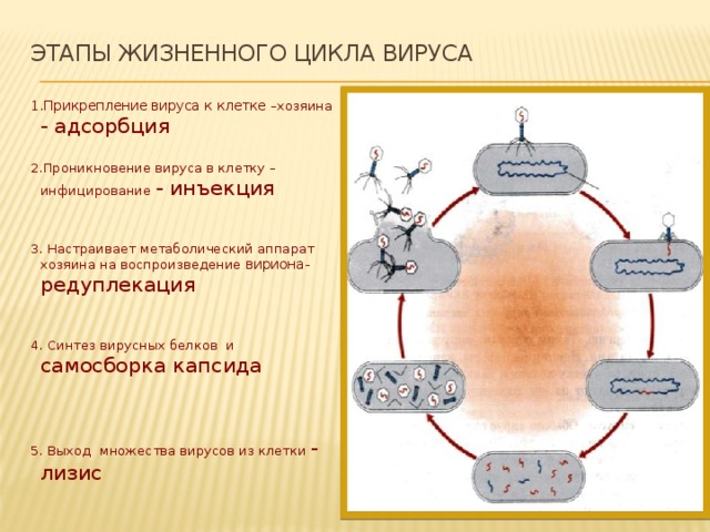 Характеристика, периоды и основные фазы клеточного цикла