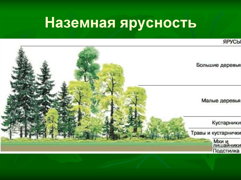 Каком природном сообществе наибольшее число надземных ярусов. Ярусность экосистемы леса. Ярусная структура лиственного леса. Пространственная структура экосистемы ярусность.