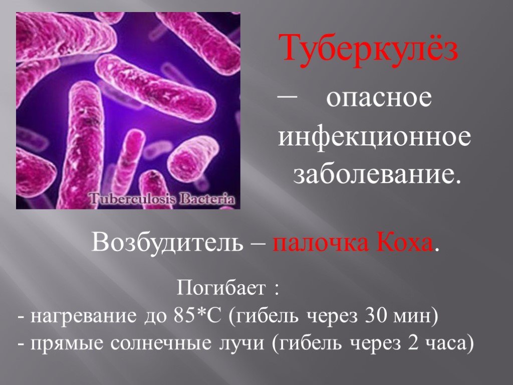Туберкулезная палочка: сколько живет, носитель, посев, при какой температуре погибает