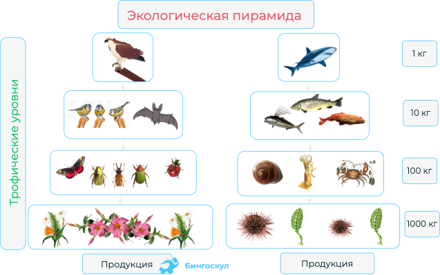 Трофическая структура экосистемы