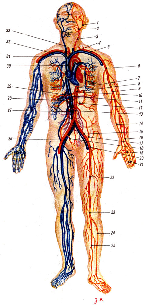 Вены на теле человека фото с описанием