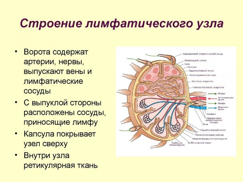 Схема направления движения лимфы лимфатической системы человека