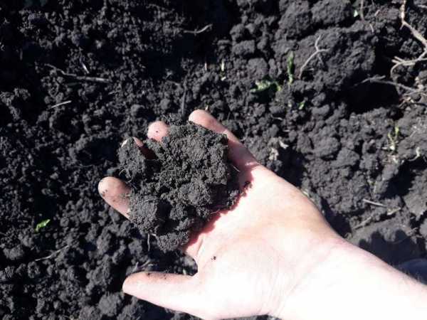 Что такое чернозем? характеристики и особенности использования почвы