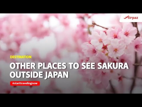 Сакура – символ японии и японской культуры