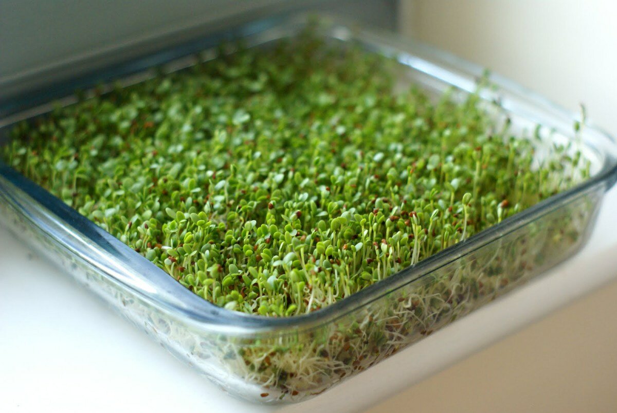 Бизнес-идея: как выращивать микрозелень