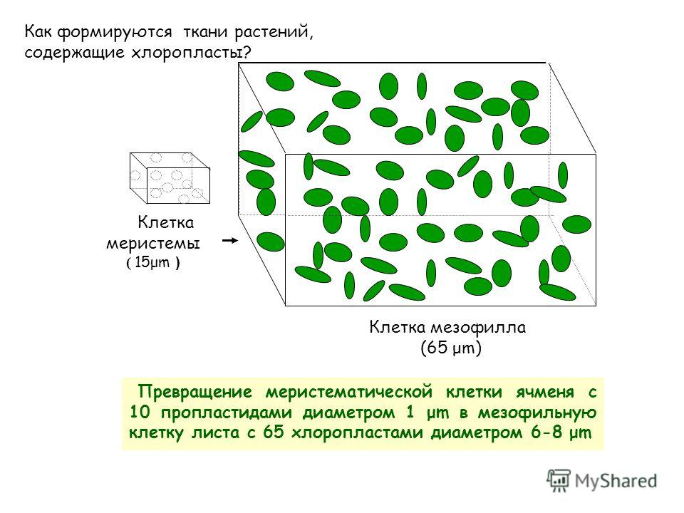 Пластиды – характеристика, строение, виды и функции