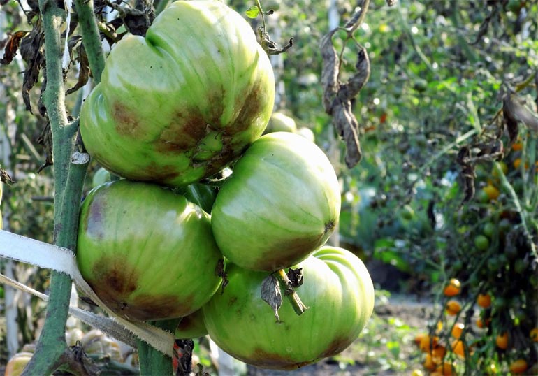 Как бороться с фитофторой на помидорах: простые и эффективные способы