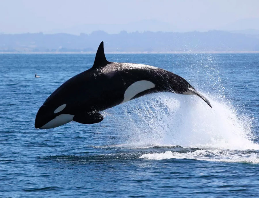 Фото косатки - косатка кит или дельфин
