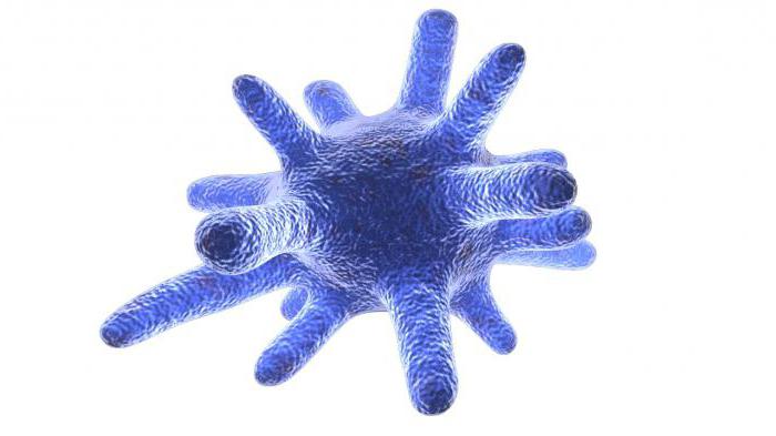 Макрофаги: что это такое, и какова их роль в иммунной защите организма