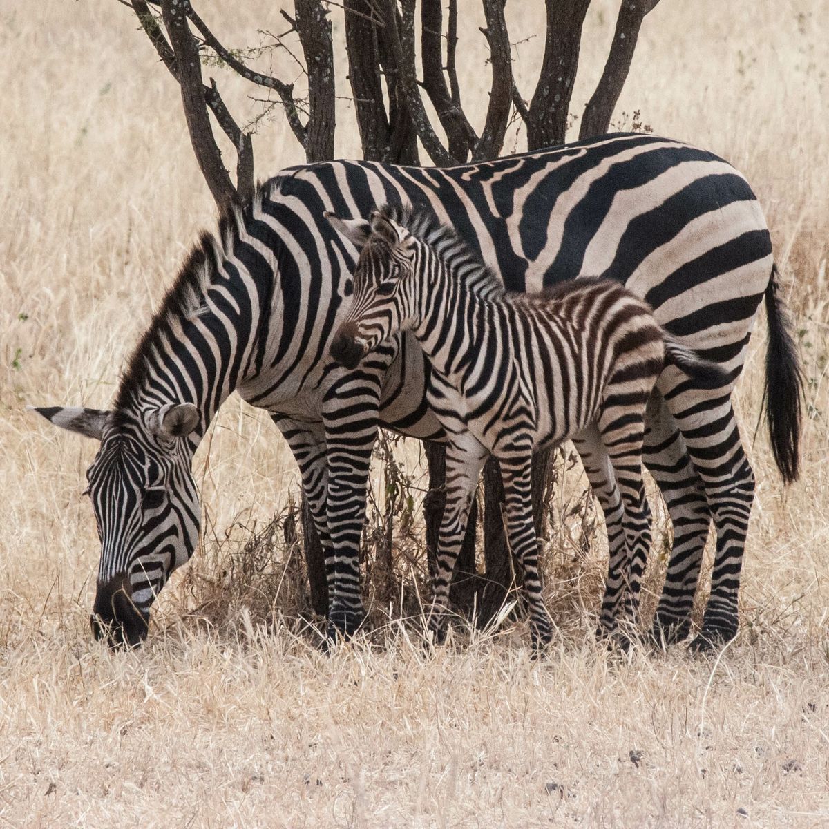 Зебры — википедия. что такое зебры