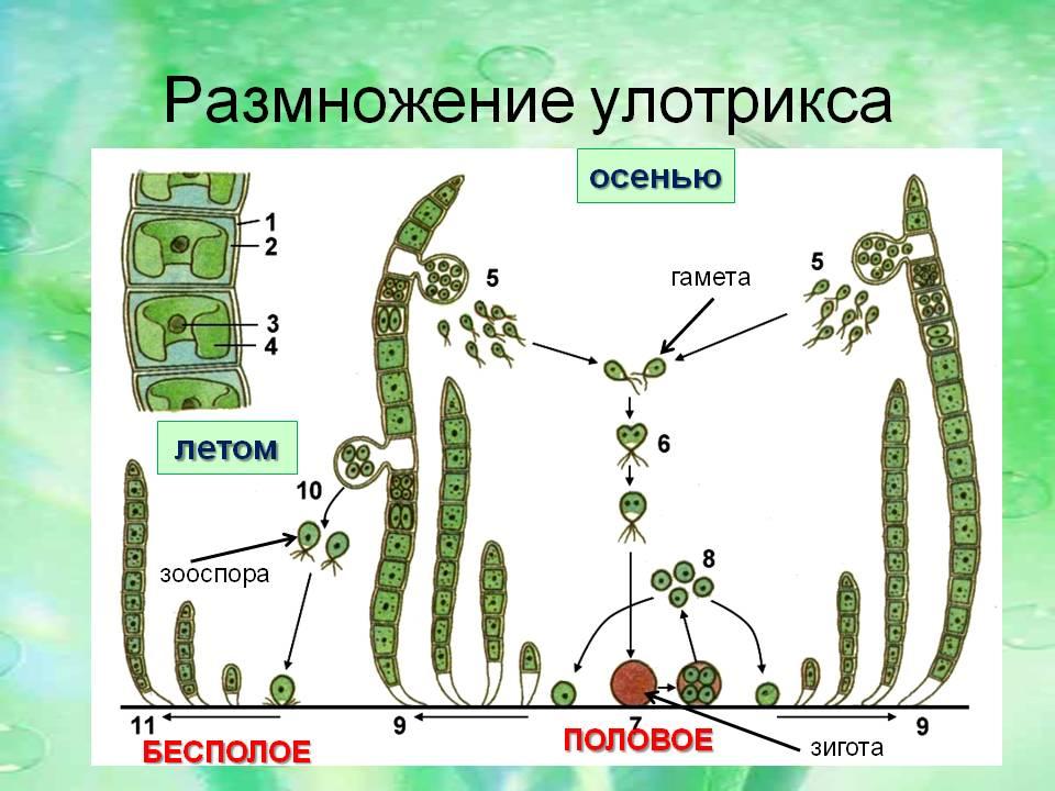 Водоросли: общая характеристика. зелёные водоросли