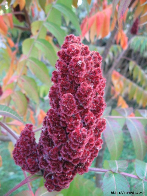 Сумах на русском. Сумах дубильный (Rhus coriaria. Сумах оленерогий. Сумах уксусный Rhus typhina. Sumac растение.