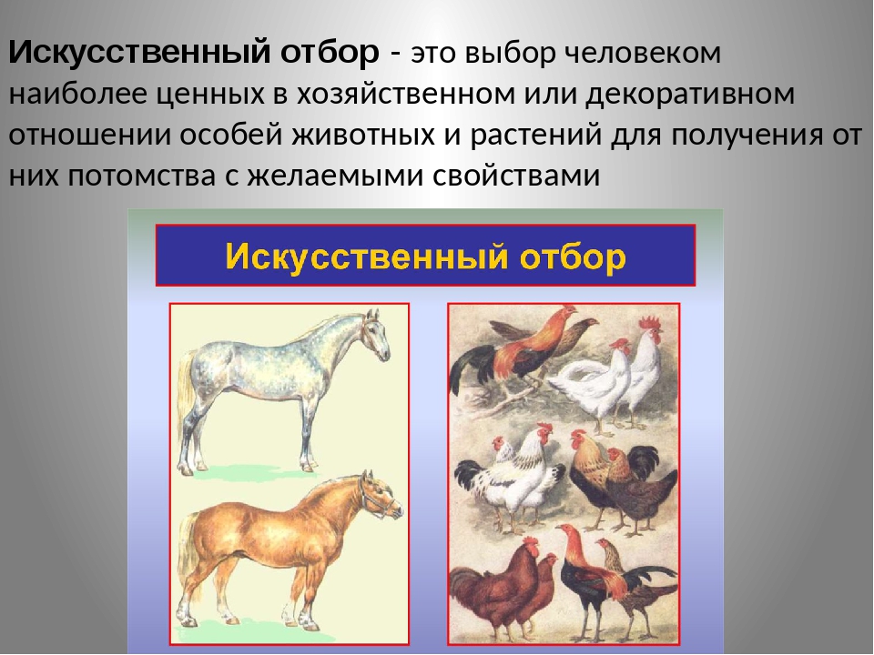 Искусственный отбор культурных растений и животных, формы по учению дарвина (биология, 11 класс)