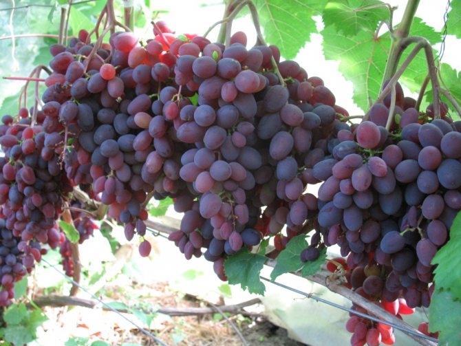 Выращивание кишмиша — что это за сорт винограда?