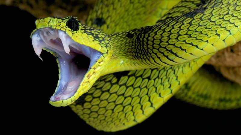 Змеи: особенности и виды змей