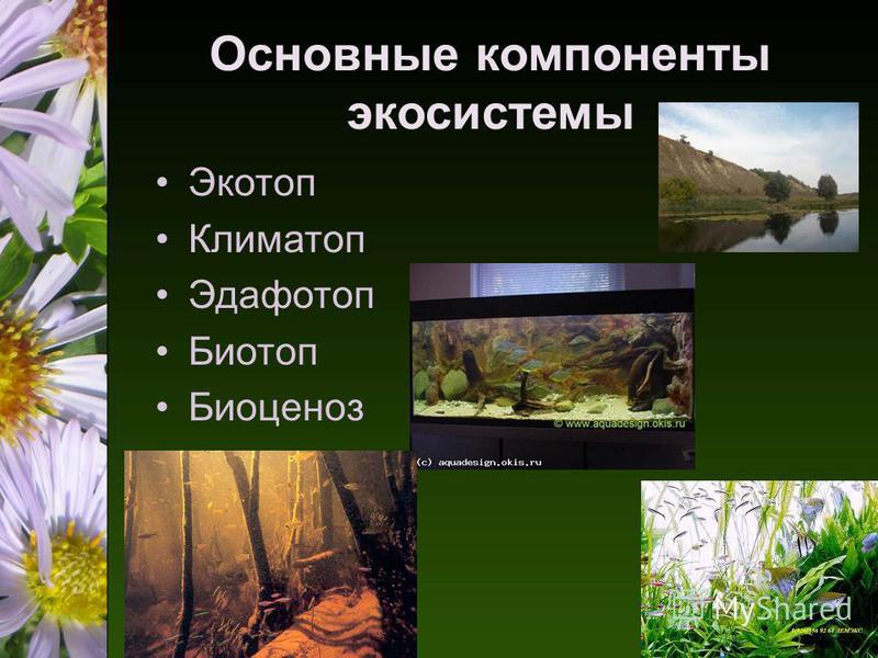 Сравнение естественных и искусственных экосистем: примеры