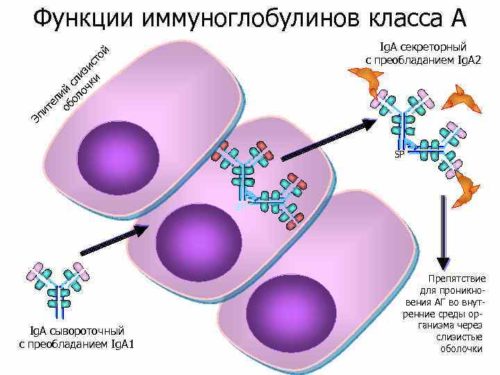 Что означает присутствие в крови антител типа igg и igm