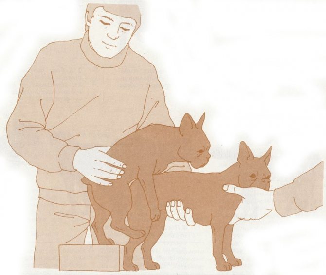 Первая вязка собаки (суки) — типичные заблуждения