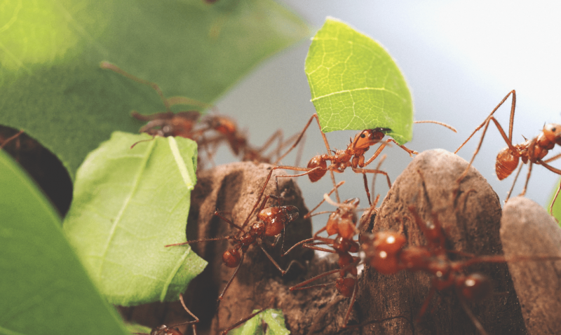 Почему муравьи