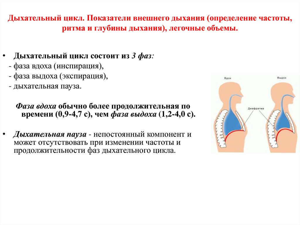Что такое общая и дыхательная ёмкость лёгких pulmono.ru
что такое общая и дыхательная ёмкость лёгких