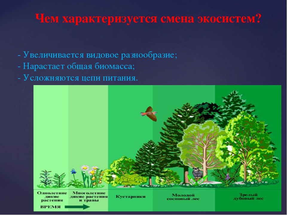 Изменение природного сообщества. Биогеоценоз широколиственного леса схема. Разнообразие биогеоценозов. Растительная экосистема. Видовое многообразие экосистем.