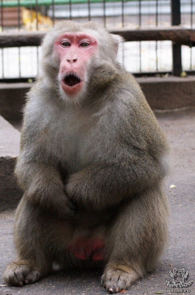 Обезьяна - monkey - qwe.wiki
