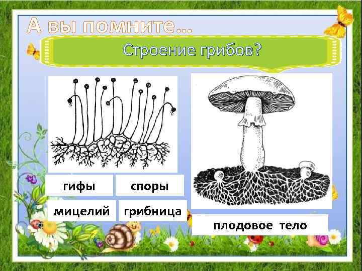 Гифы гриба: что это такое