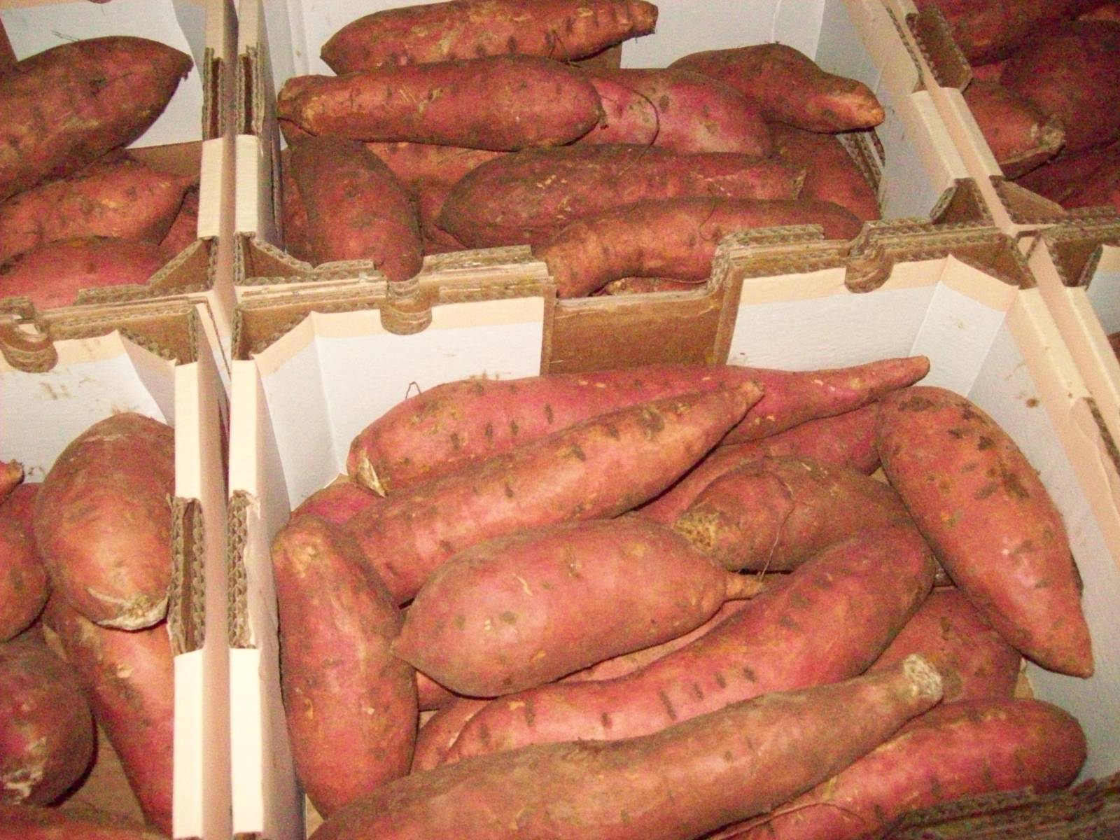 Сладкий картофель батат - выращивание, посадка, размножение