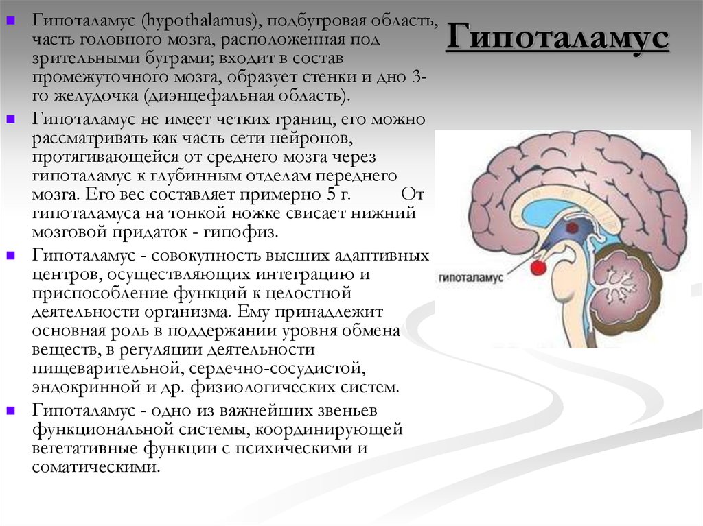 Гормон центральной нервной системы. Гипофиз эпифиз таламус. Функции отделов головного мозга гипоталамус. Функции промежуточный мозг: гипоталамус головного мозга. Структура промежуточный мозг гипофиз.