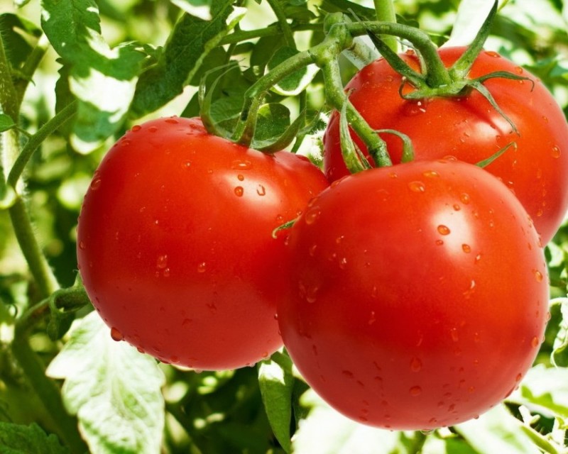 Удивительный помидор: что это такое и откуда он к нам пришел