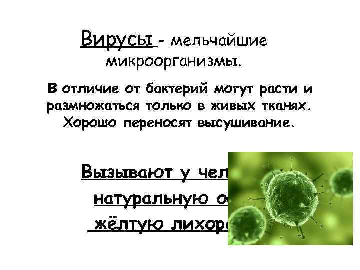 Бактерии | биология вики | fandom