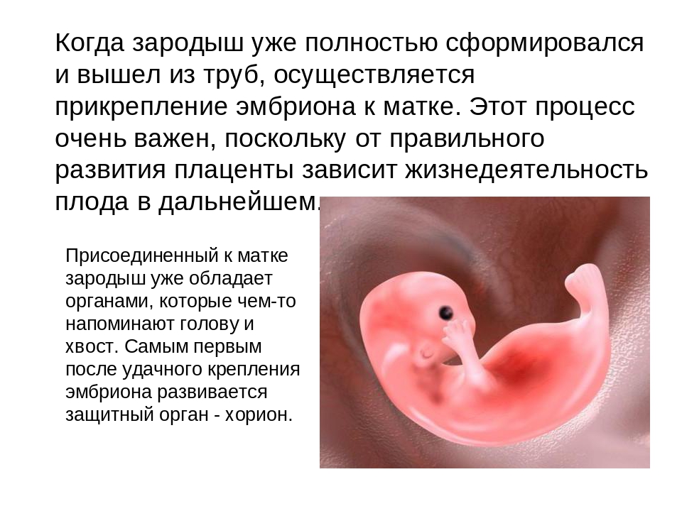 Эмбрион человека - стадии развития эмбриона, развитие плода по неделям |
            эко-блог