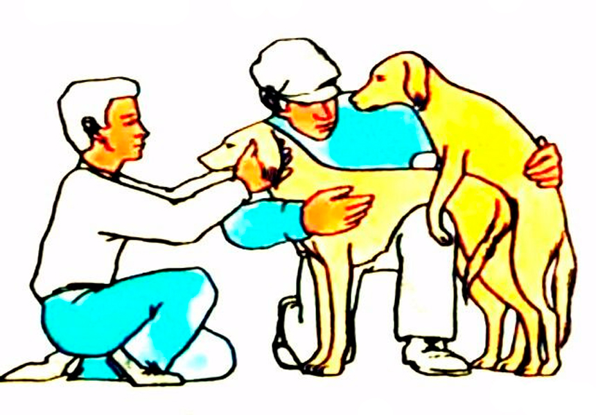 Спаривание собак (вязка): когда, с кем и как «свести» питомца