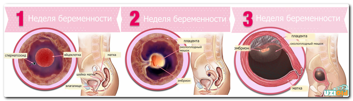 Беременность: признаки, характер течения и обследование