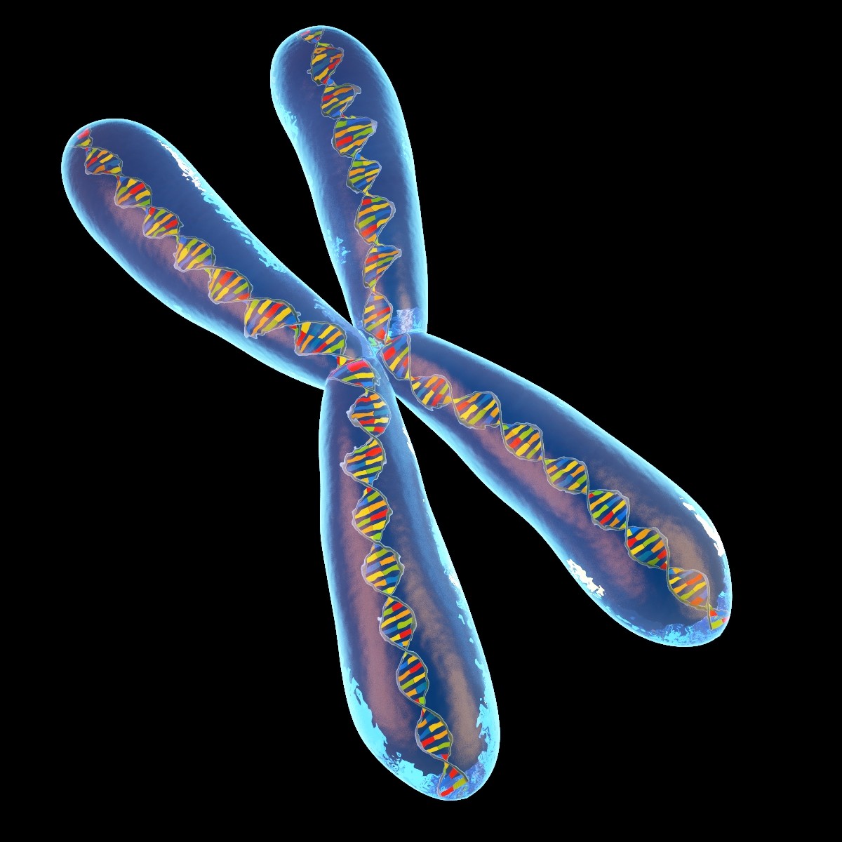 Хромосомы — большая медицинская энциклопедия