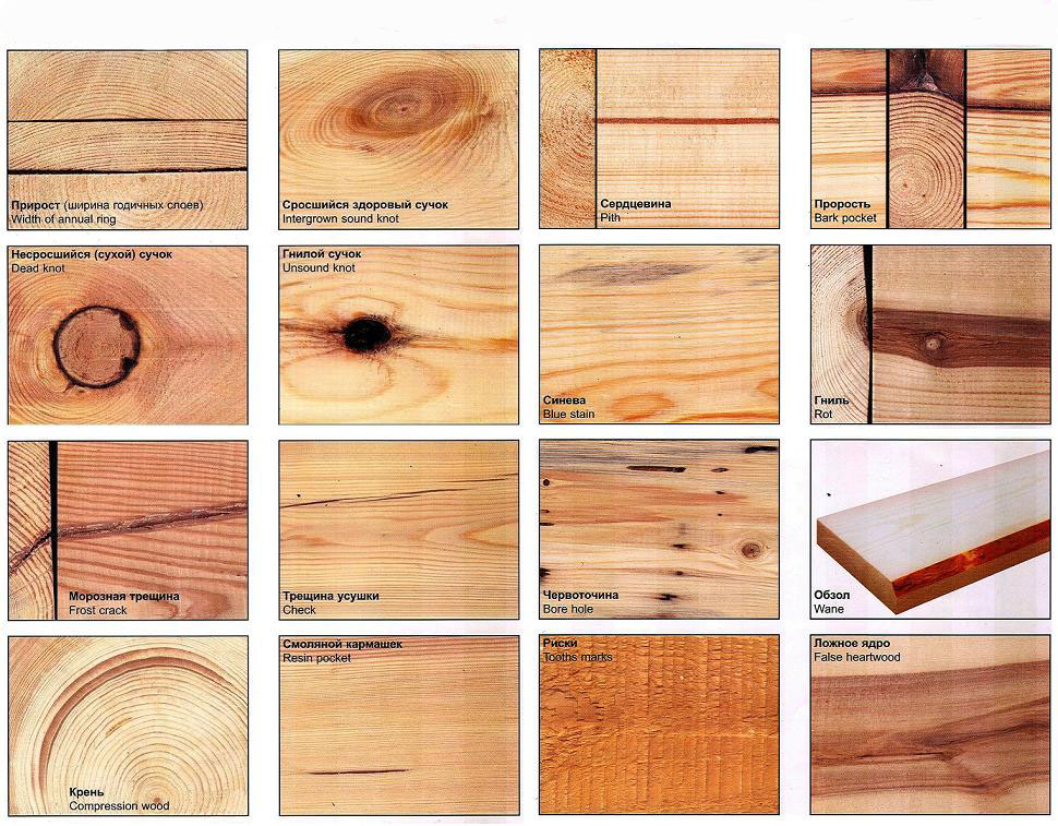 Заболонь – это основной слой древесины