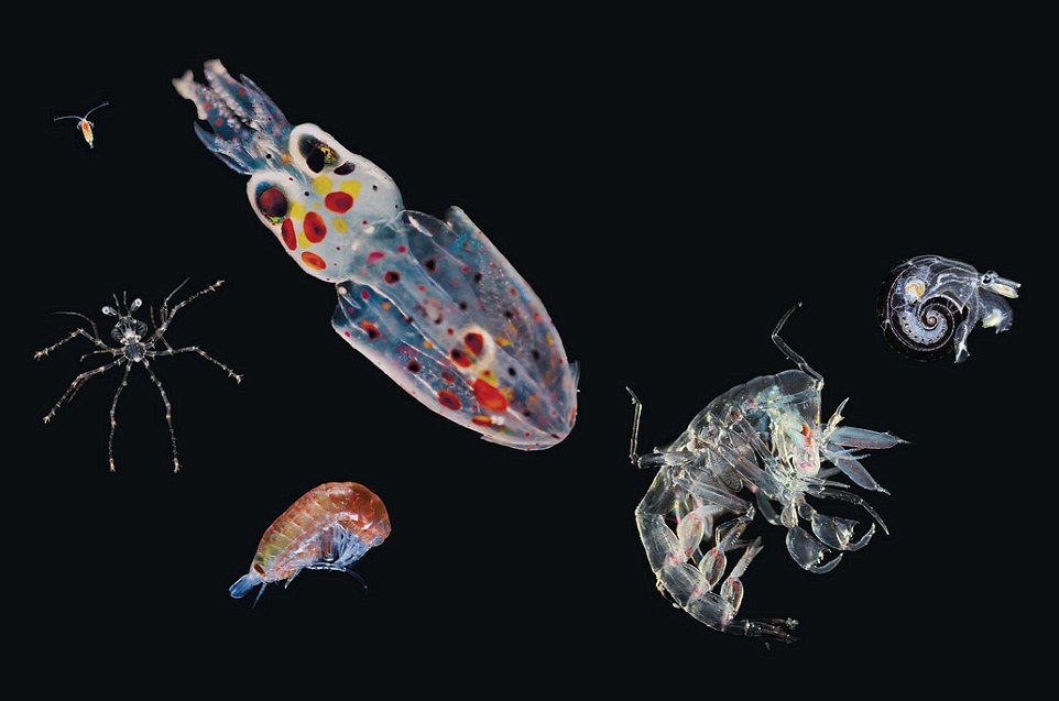 Планктон - это что? понятие планктона, виды и описание