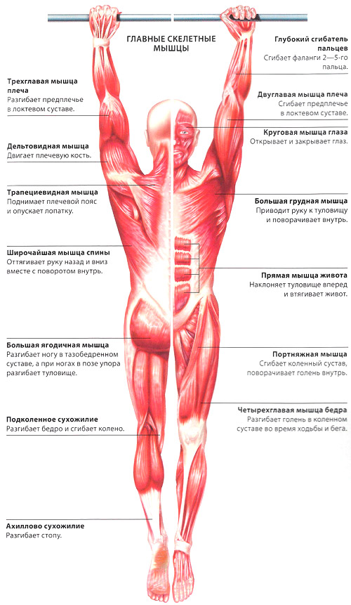 Как растут мышцы: физиология и механизм роста - solo • magazine