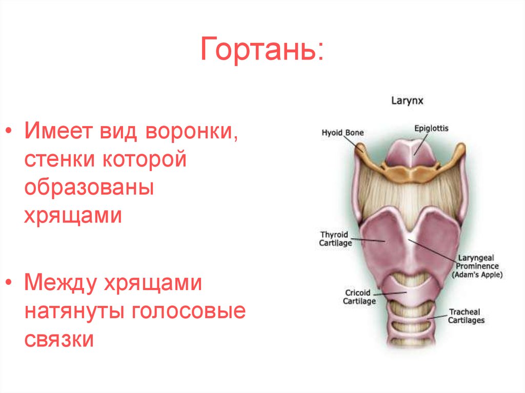Состав гортани входит. Расположение хрящей анатомия гортань. Функция щитовидного хряща гортани. Дыхательная система человека гортань анатомия. Строение гортани надгортанник.