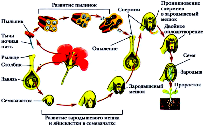 Схема опыления томата