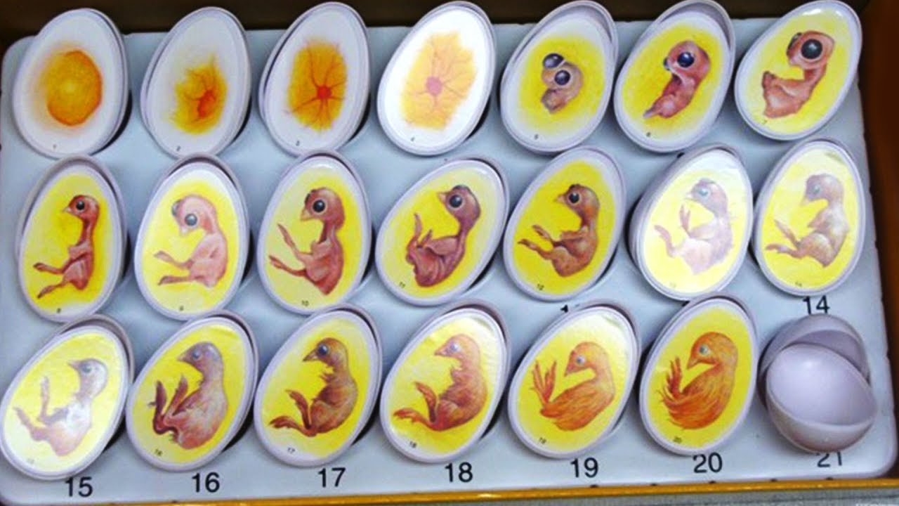 Овоскопирование куриных яиц: правила проведения процедуры