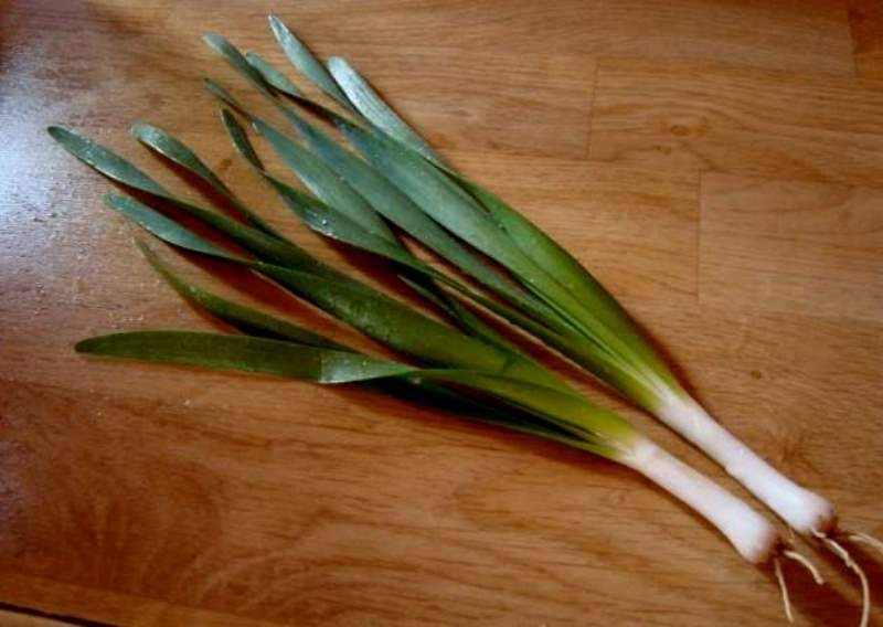 Лук джусай (душистый), как его применяют и в какие рецепты добавляют. фото растения и 3 вкусных рецепта