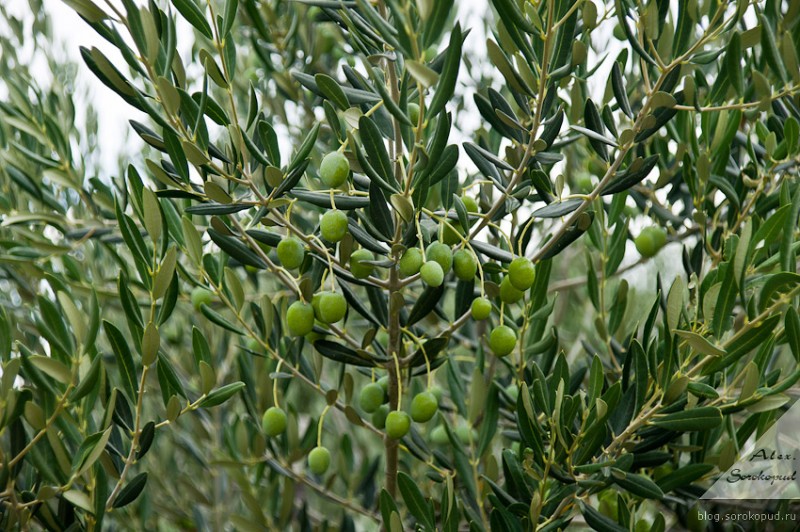 Всё, что вы наверняка не знаете про оливки (и маслины)